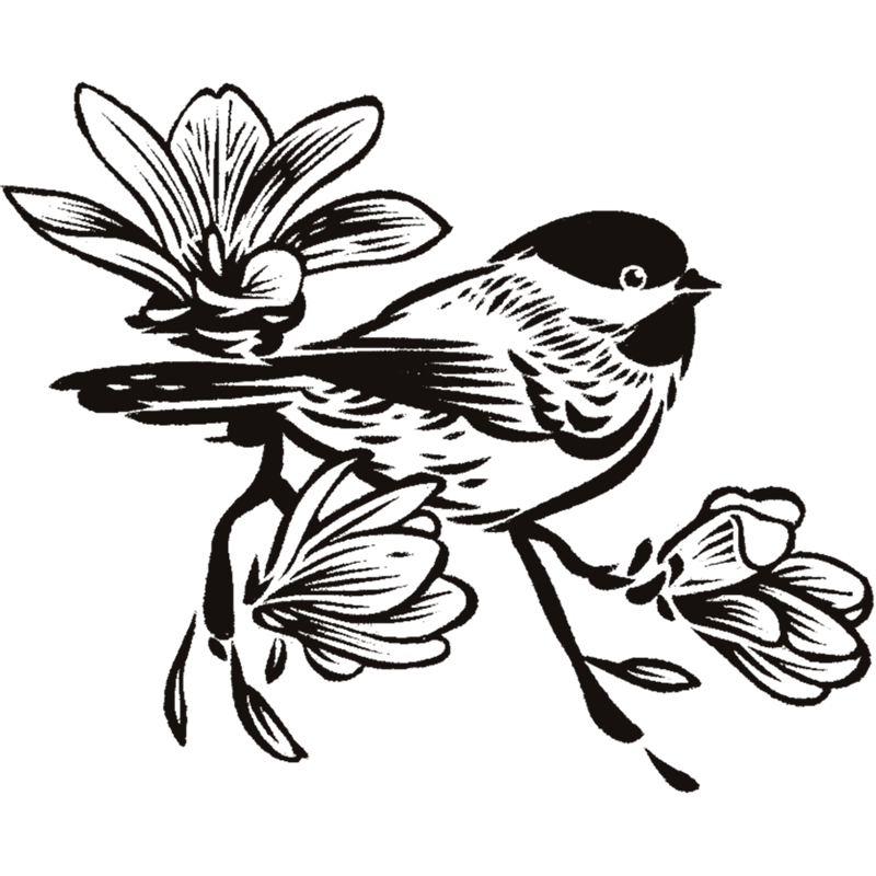 Woodcut-style illustration of a Carolina Chickadee perched on a magnolia bloom